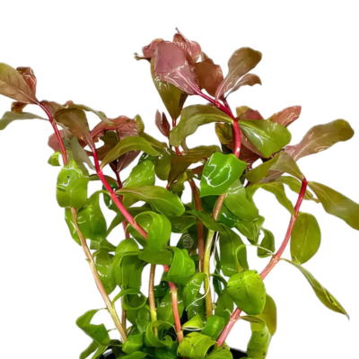 Five Potted Plants Small Ammania Plant Ammania Gracillis