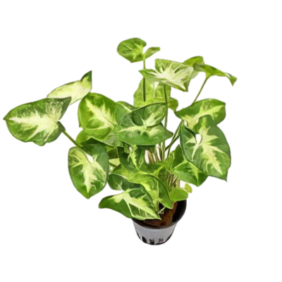 Five Potted Plants White Butterfly Stardust Plant Syngonium Podophyllum