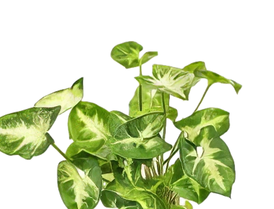 Five Bunched Plants Stardust Plant Syngonium Podophyllum