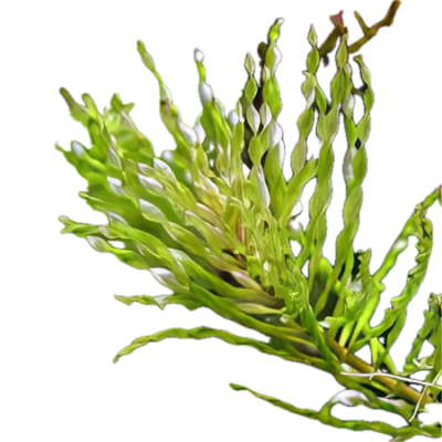 Five Bunched Plants Torando Ludwigia Plant Ludwigia Inclinata
