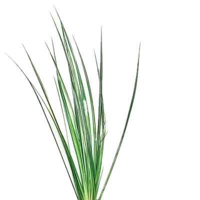 Five Potted Plants Variegated Japanese Rush Plant Acorus Variegatus