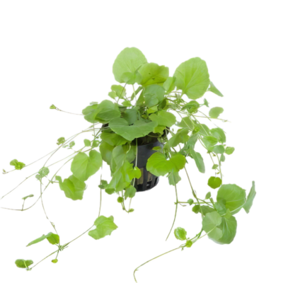 Five Potted Plants Vietnam Water Cress Plant Cardamine Lyrata
