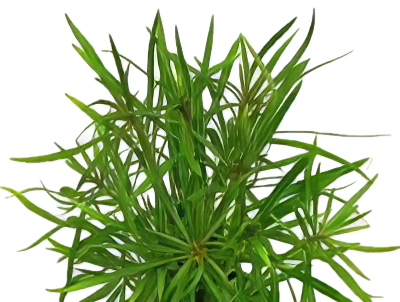 Five Potted Plants Water Star Christmas Plant Eusteralis Stelleta