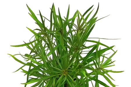 Five Potted Plants Water Star Christmas Plant Eusteralis Stelleta