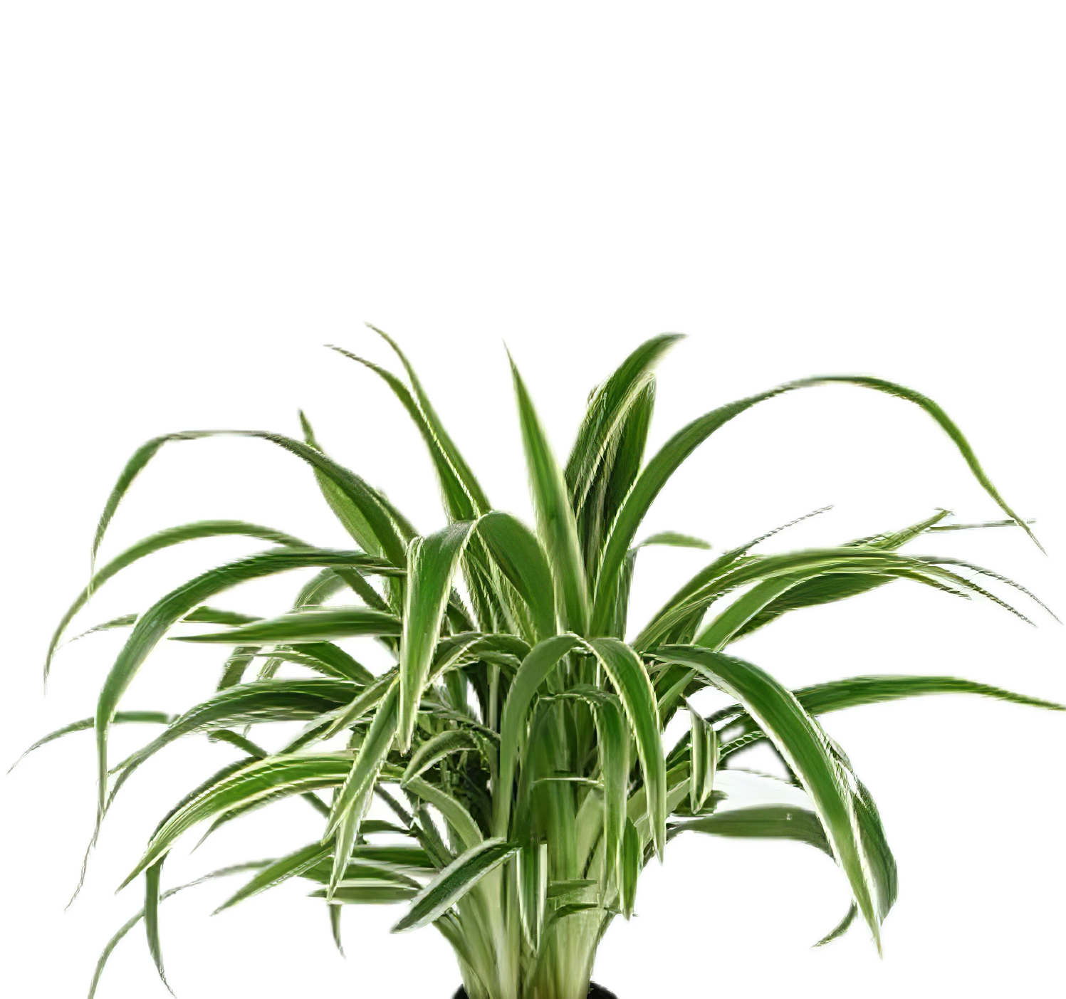 Five Potted Plants Wheat Plant Chlorophytum Bichetii