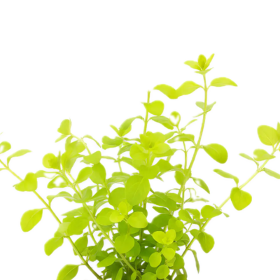 Five Potted Plants Yellow Creeping Jenny Plant Lysimmachia Nummularia Aurea