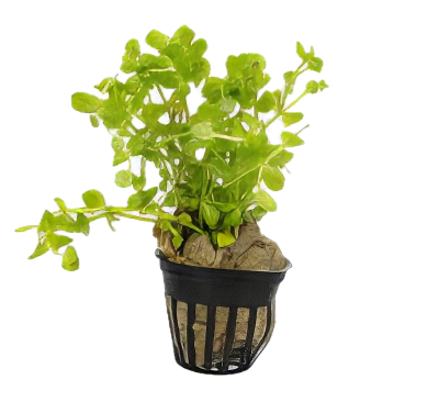Five Potted Plants Yellow Grape Plant Limnophila Gigantea Lindernia Rotundifolia