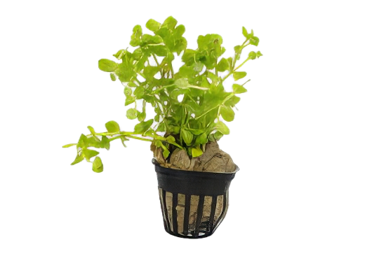 Five Potted Plants Yellow Grape Plant Limnophila Gigantea Lindernia Rotundifolia