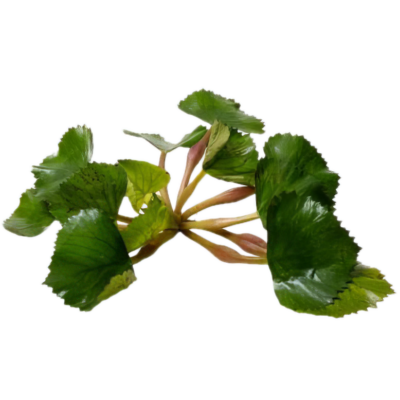 Five Portions of Plants Floating Water Chestnut Plant Trapa Natans