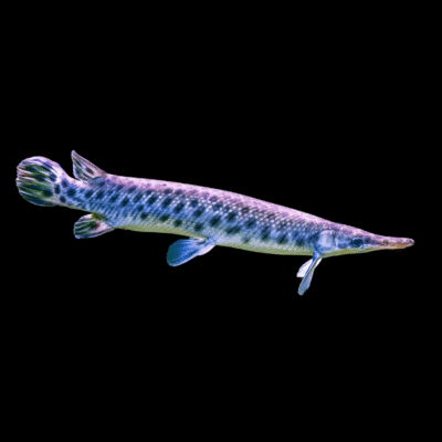 6 x Florida Gar