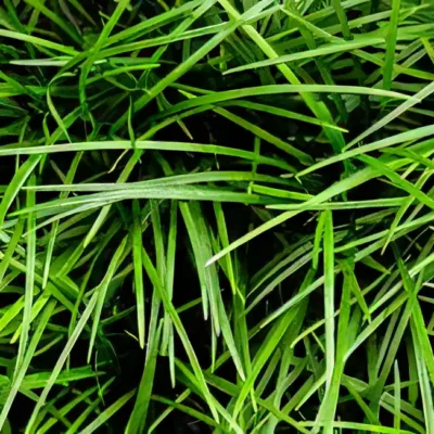 Five Potted Plants Kyoto Dwarf Mondo Grass Plant Ophiopogon Japonice Kyoto