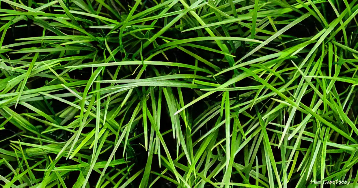 Five Potted Plants Kyoto Dwarf Mondo Grass Plant Ophiopogon Japonice Kyoto