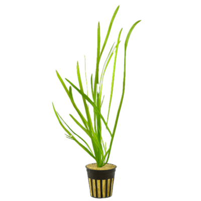 Five Potted Plants Twisted Giant Corkscrew Vallis Vallisneria Asiatica