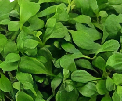Five Potted Plants Glosso Plant Glossostigma Elatinoides