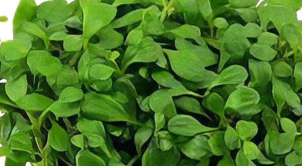 Five Potted Plants Glosso Plant Glossostigma Elatinoides