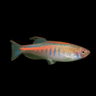 50 x Glowlight Danio 3cm