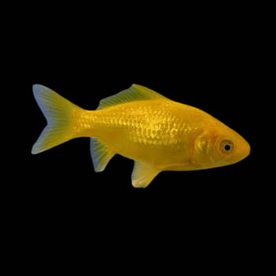 Goldfish Lemon Yellow Carassius Auratus - 10cm X 10