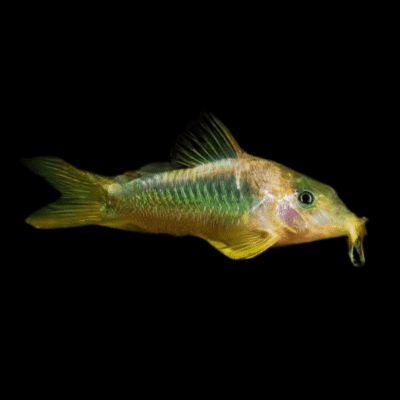 20 x Melanotaenia Corydoras 4cm