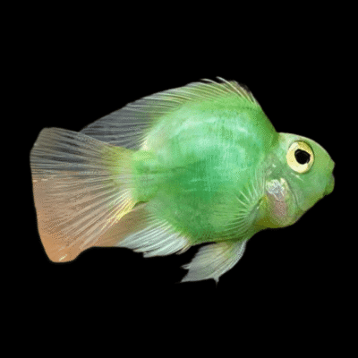 10 x Green Parrot Fish Hybrid 5cm