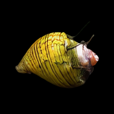 40 x Hair Snail Nerite 1.5cm