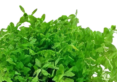 Five Potted Plants Pearl Weed Plant Hemianthis Micranthemoides