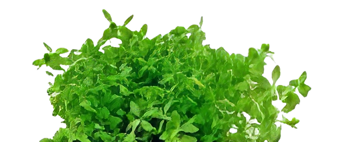 Five Potted Plants Pearl Weed Plant Hemianthis Micranthemoides
