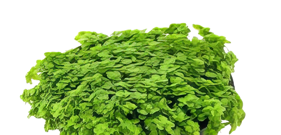 Five Potted Plants Cuba Dwarf Baby Tears Plant Hemianthus Callitrichoides