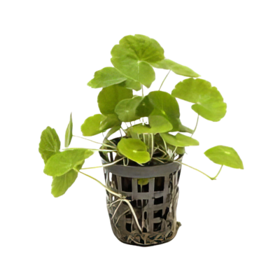 Five Potted Plants Brazilian Pennywort Plant Hydrocotyle Leucocephala
