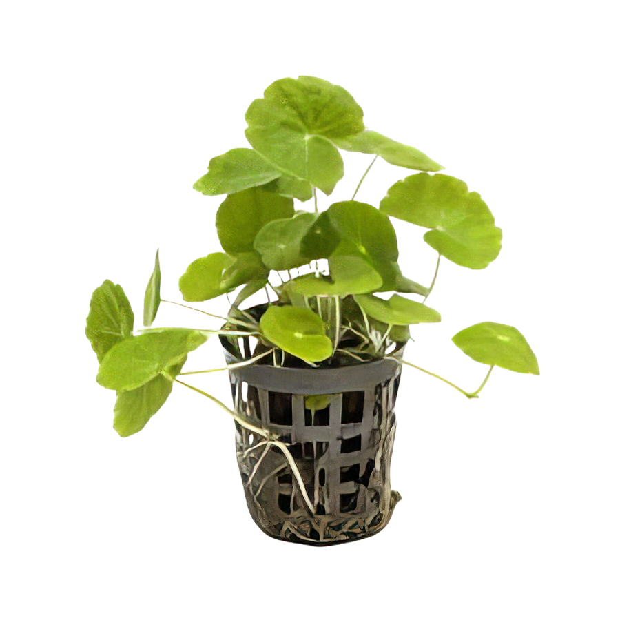 Five Potted Plants Brazilian Pennywort Plant Hydrocotyle Leucocephala
