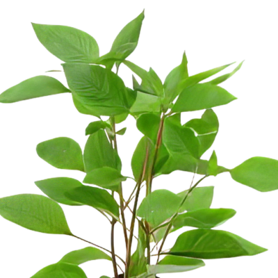 Five Potted Plants Cherry Leaf Plant Nomaphila Corymbosa