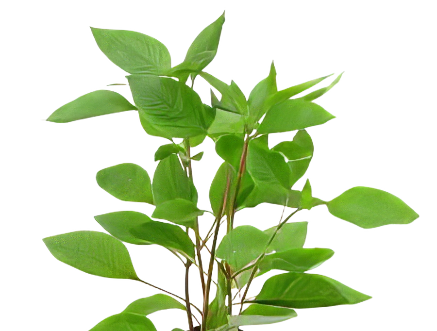 Five Potted Plants Cherry Leaf Plant Nomaphila Corymbosa