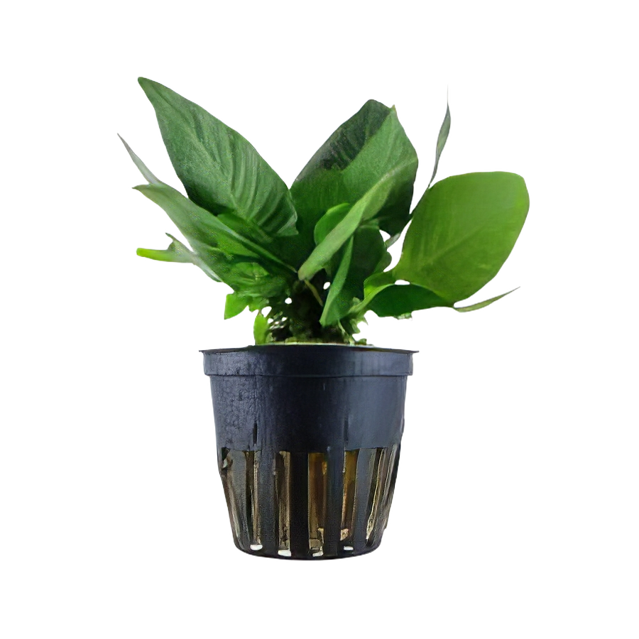 Five Potted Plants Compact Temple Plant Hygrophila Corymbosa
