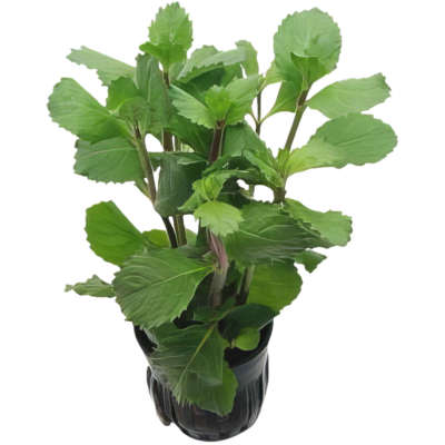 Five Potted Plants Emersed Water Wisteria Plant Hygrophila Difformis