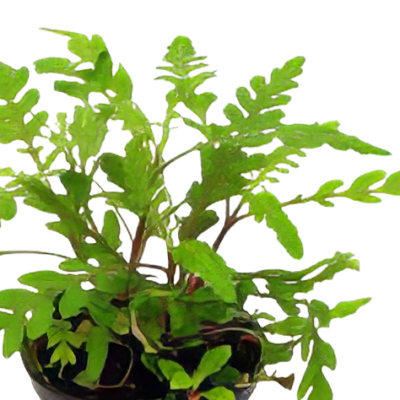 Five Potted Plants Indian Swampweed Plant Hygrophila Pinnatifida