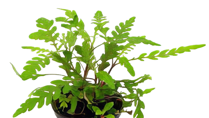 Five Potted Plants Indian Swampweed Plant Hygrophila Pinnatifida