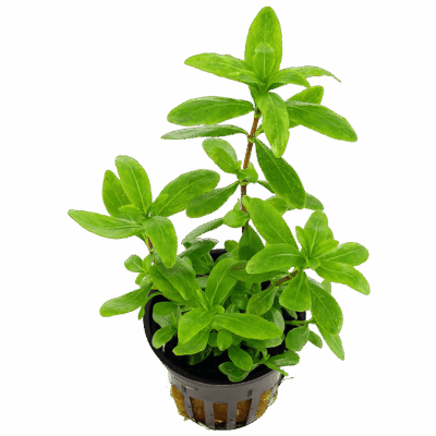 Five Potted Plants Dwarf Hygro Plant Hygrophila Polysperma
