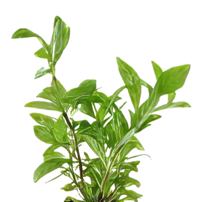 Five Bunched Plants Variable Leaf Plant Hygrophila Polysperma Variabilis