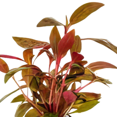 Five Potted Plants Red Hygro Plant Hygrophila Sp