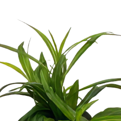 Five Potted Plants Narrow Leaf Hygrophila Plant Hygrophila Stricta