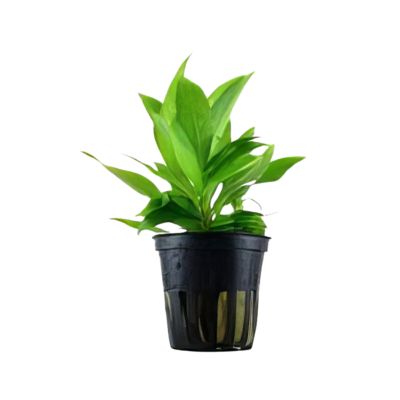 Five Potted Planted Broad Leaf Plant Hygrophila Stricta