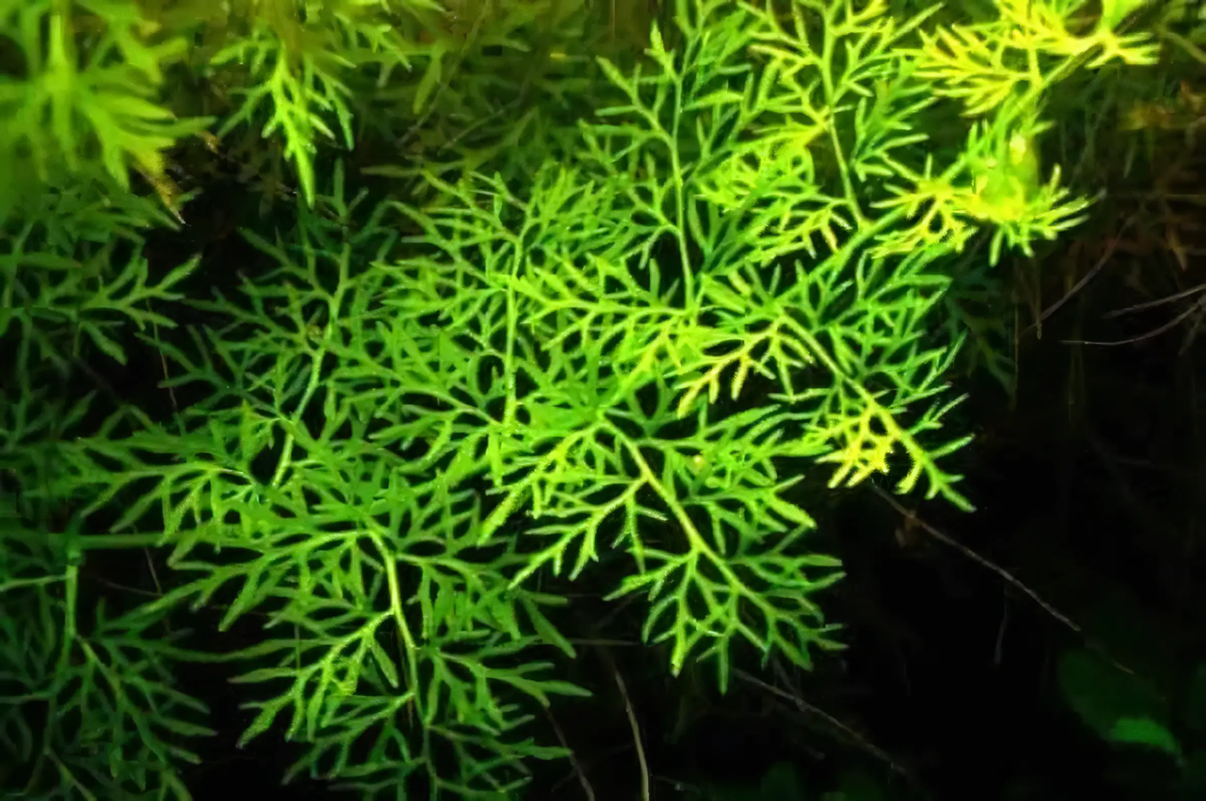 Five Potted Plants India Fern Plant Ceratopteris Thalictroides