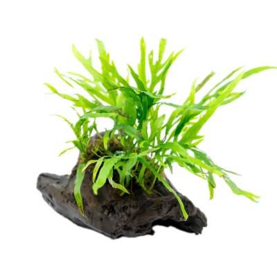 Java Fern Mini Plant on Driftwood 5cm