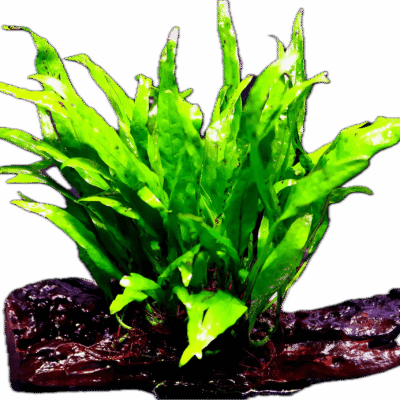 Java Fern Narrow Leaf Plant on Driftwood 5cm