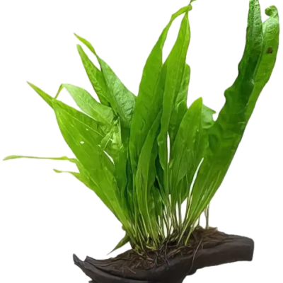 Java Fern Plant on Driftwood 5cm
