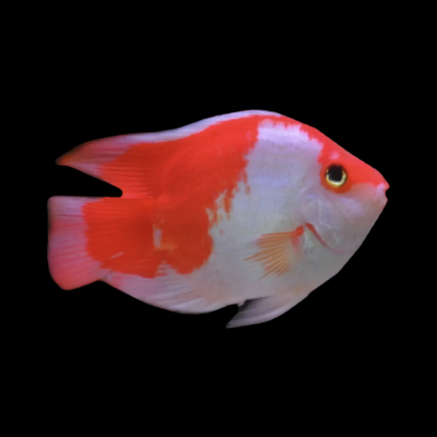 6 x Kohaku Parrot Hybrid 10cm