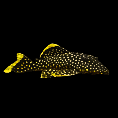 10 x L18 Golden Nugget Pleco 5cm