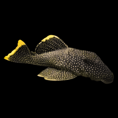 10 x L81 Queen Fine Spot Golden Nugget Pleco 5cm