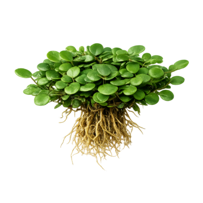 Five Bunched Plants Green Penny Fern Plant Lemmaphyllum Microphyllum