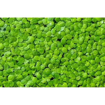 Five Potted Plants Common Duckweed Plant Lemna Minor