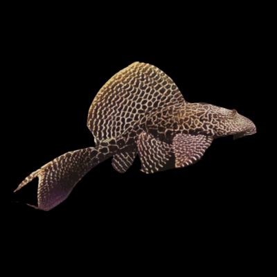 10 x Leopard Sail Fin Gibbiceps Pleco 5cm